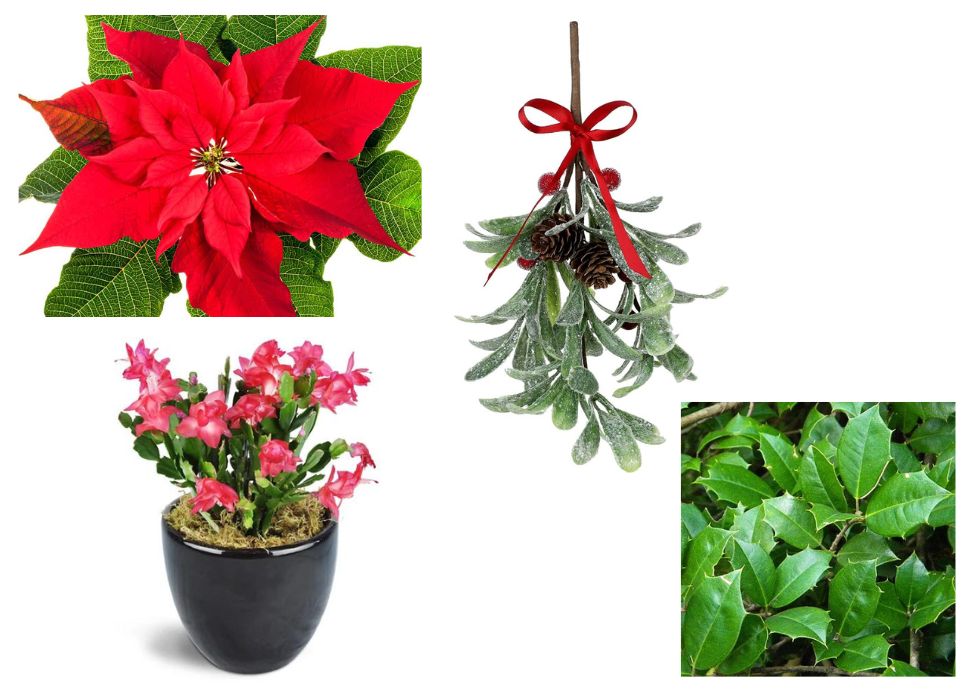Poisonous holiday plants