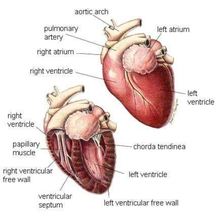 Cat heart clearance disease treatment