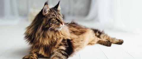 Maine Coon Cat Breed