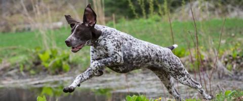 Pointer on hunting trip with owner