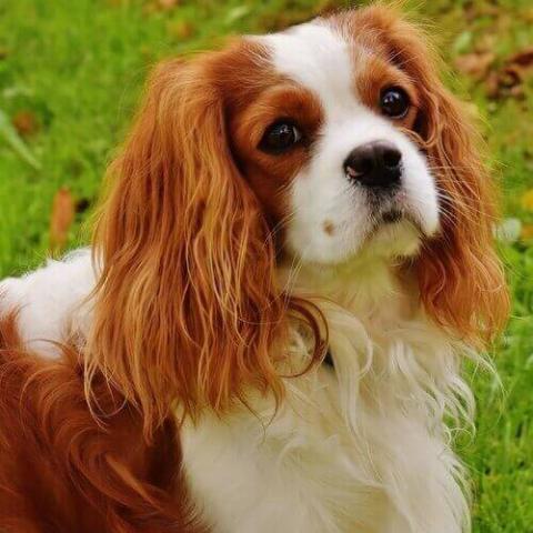 King charles discount spaniel spaniel