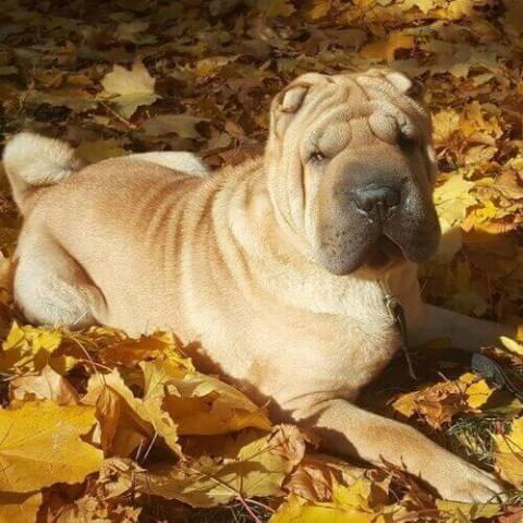 6 month old shar hot sale pei