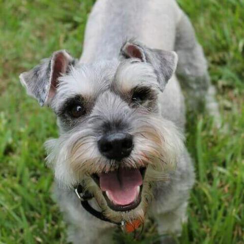 Miniature best sale schnauzer hypoallergenic