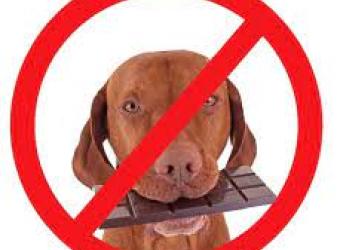 Chocolate Toxicity in Dogs