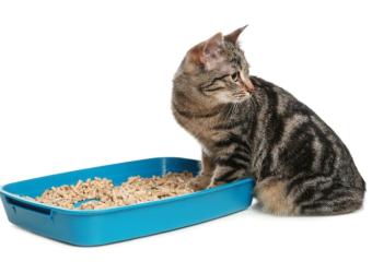 Feline Urinary Tract Disease