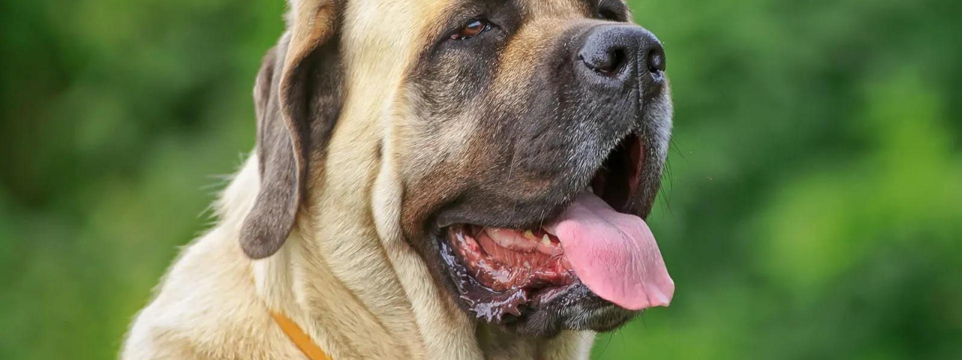 Mastiff